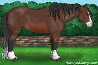 Horse Color:Bay Splash 