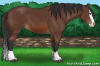 Horse Color:Bay Splash 