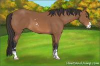 Horse Color:Bay Sabino 
