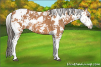 Horse Color:Bay Sabino 