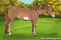 Horse Color:Chestnut Frame