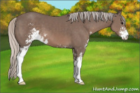 Horse Color:Silver Black Sabino 