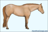 Horse Color:Bay Pearl 