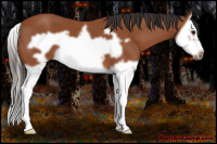 Horse Color:Bay Splash Frame 