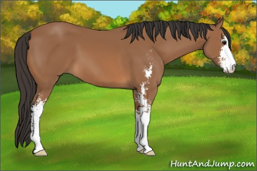 Horse Color: Bay Sabino 