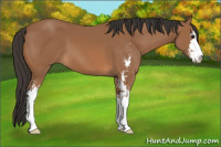 Horse Color:Bay Sabino 