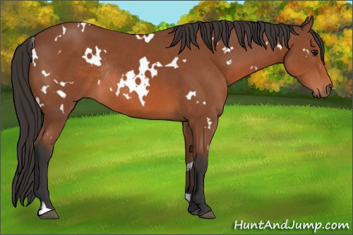 Horse Color: White Spotted Bay Rabicano 
