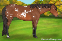 Horse Color:White Spotted Bay Rabicano 