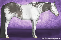 Horse Color:White Spotted Black