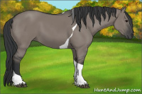 Horse Color:Grullo Tobiano