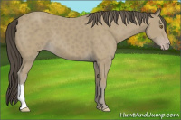 Horse Color:Unknown 