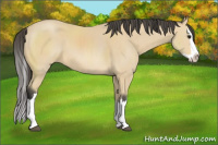 Horse Color:Buckskin Sabino Splash