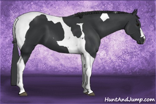 Horse Color: Black Tobiano 