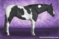 Horse Color:Black Tobiano 
