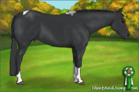 Horse Color:Black Tobiano 