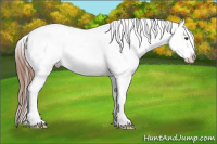 Horse Color:Liver Red Roan Appaloosa 