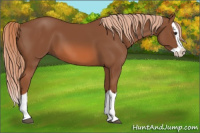 Horse Color:Liver Chestnut Splash 