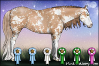 Horse Color:Bay Pearl Sabino Splash
