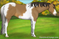 Horse Color:Buckskin Tobiano Frame 