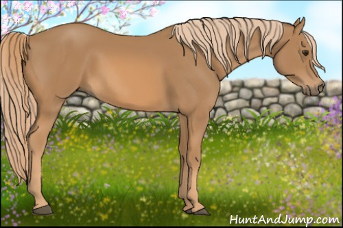 Horse Color: Chestnut 
