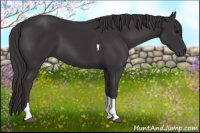 Horse Color:Smoky Black Tobiano