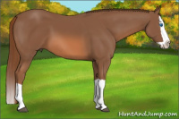Horse Color:Liver Chestnut Splash