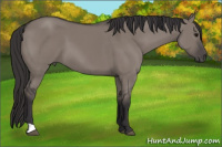 Horse Color:Buckskin Dun 