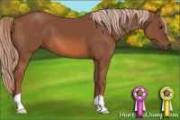 Horse Color:Liver Chestnut 
