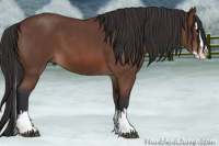 Horse Color:Bay Roan Splash