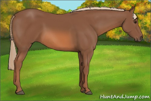 Horse Color: Liver Chestnut 