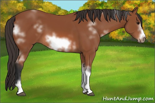 Horse Color: White Spotted Bay Frame 