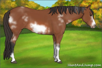 Horse Color:White Spotted Bay Frame 