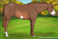 Horse Color:Liver Chestnut Frame 