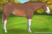 Horse Color:Liver Chestnut Splash 
