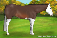 Horse Color:Bay Sabino Splash 