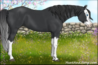 Horse Color:Black Splash