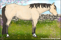 Horse Color:Buckskin Roan 