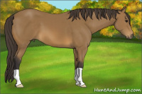 Horse Color:Buckskin 