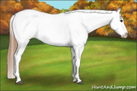 Horse Color:Blue Roan Appaloosa