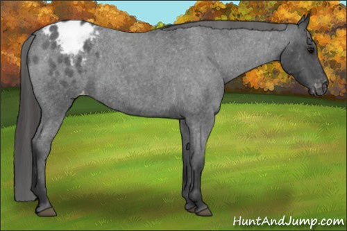Horse Color: Blue Roan Varnish 