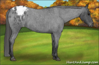 Horse Color:Blue Roan Varnish 