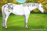 Horse Color:Buckskin Roan Blanket 