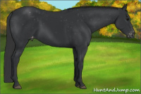 Horse Color:Black Appaloosa