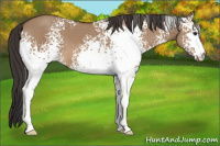 Horse Color:White Spotted Bay Dun