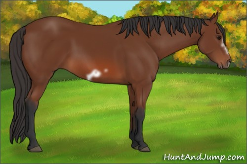 Horse Color: Unknown 