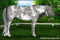 Horse Color:White Spotted Grullo Ice 