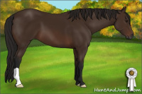 Horse Color:Gray Bay 