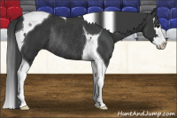 Horse Color:Black Splash Tobiano Rabicano 