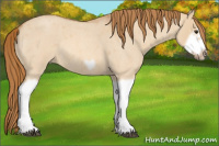 Horse Color:Red Dun Roan Splash Frame Rabicano 