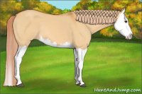Horse Color:Chocolate Palomino Dun Splash